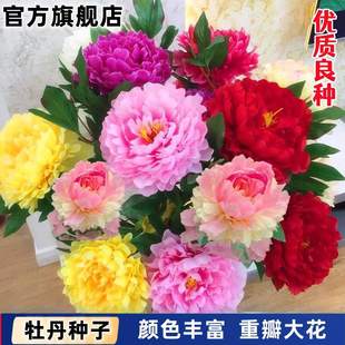 Double Large Flower Peony Seeds Peony Flower Seeds Potted Indoor Courtyard Perennial Potted Plants Blooming in All Seasons