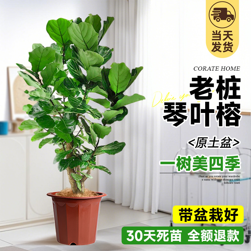 [SF Express 무료배송] 브라운 실크를 무료로 드려요! 다분기 모양의 피아노잎 무화과 1.6- 1.8m (원본)