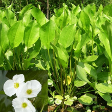 ˮ��ֲ��ɞaˮ�۲˻���ˮ���������˽����@�ӵ��G���^��ˮ��ֲ��