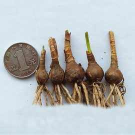 厂家基地批发风雨兰种球白花葱兰球根苗四季植物花卉绿植兰花球苗