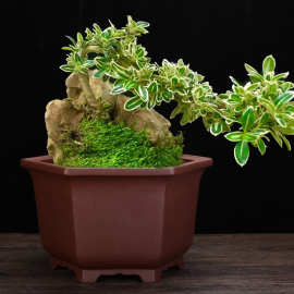 紫砂花盆桌面方形六方八方古典高档绿植园艺盆栽发财树盆景盆批发