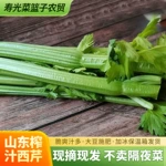 榨汁西芹新鲜大棵半叶西洋芹菜绿色蔬菜嫩心青菜香芹加冰现摘5斤