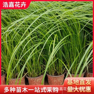 Purple Spike Miscanthus Seedlings Potted Miscanthus Seedlings Multi-Bud Potted Perennial Shore Slope Protection Miscanthus