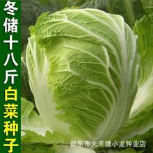 冬储18斤大白菜种子棵棵18斤高产夏秋季中晚熟大白菜腌渍酸菜东北