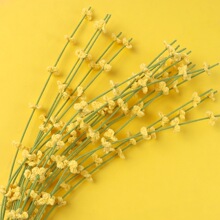 ��Ʒ�羳�ֹ��h���������滨��ë���h�����괺�������������仨֦