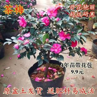 ͥԺ�����̨���Բ�÷���÷���໨�ܾGֲ��÷������Bֲ��