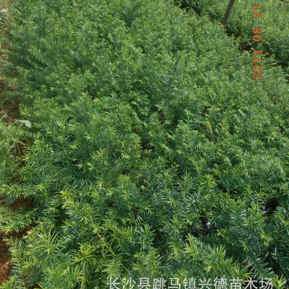 Основание из ясеня Хунань. Ясеневые саженцы. Ясеневый бонсай из южной Мандии. Драгоценные деревья. Полные характеристики.