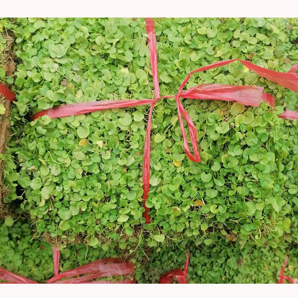 Проект озеленения газона Подкова собственного производства питомника, проект озеленения газона, количество почвы в поясе Dagong должно