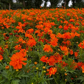 种子;一二年生花卉