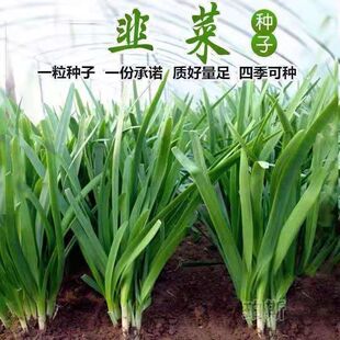 Four-Season Leek Seeds Indoor High-Yield Balcony Flower Potted Flower Vegetable Seeds Old Variety Fine-Leaf Leek Seeds