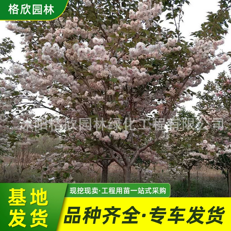 Pine Moon Цветение вишни Саженцы оптом Садовые цветы и растения Садовое декоративное озеленение Рассада Бонсай Сосна Moon Рассада вишни