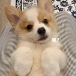 纯种柯基幼犬活体卡迪根威尔士双血统三色小短腿小型犬家养宠物狗