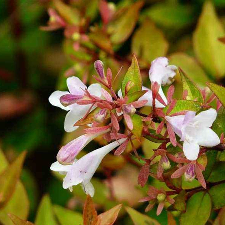 Базовый популярный товар: саженцы, золотистый лист, большой цветок, шестисторонняя древесина, инженерная и ландшафтная древесина с золотистым листом, шестисторонняя древесина по отличной цене.