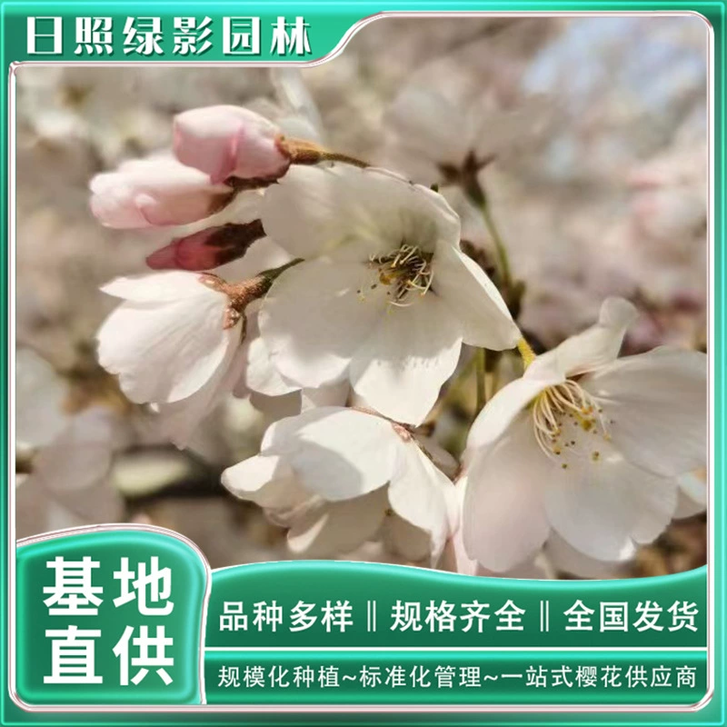 3 см Красивые Твердые Саженцы вишни какая цена Rizhao вишня рыночная цена красивые твердые Саженцы вишни где