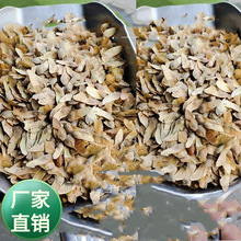 批发林木元宝枫树新种子鸡爪槭风景绿化鸡爪槭树手工制作工艺品