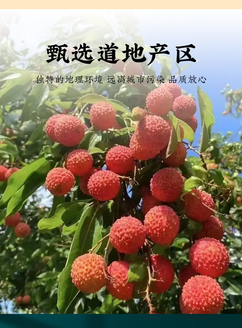 Dried Lychee Flesh (Litchi chinensis) — Seedless, Sulfur-Free Sun-Dried Lychee Meat key features