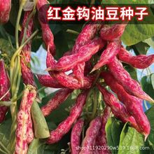红金钩豆角种子家雀蛋豆角种子东北丰产油豆角种子芸豆架豆菜种子