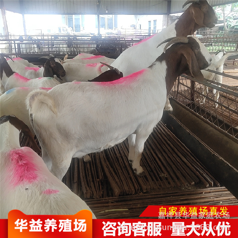 波尔山羊多少钱一只 多胎怀孕母羊能用的种公羊 羊羔价格