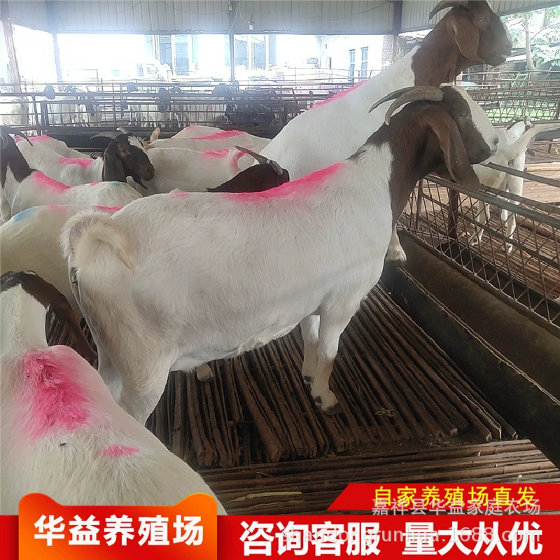 Польская коза разводит овец беременная овца цена ягненка Живая польская горная овцеводческая ферма