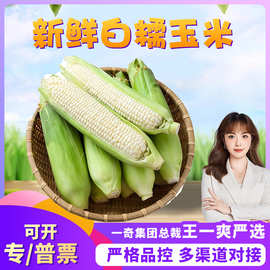 【严选】广西新鲜白糯玉米代发3/5斤新鲜包谷嫩玉米棒子应季蔬菜