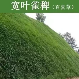 草种子;其他园林资材;筷子