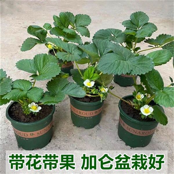 Cream strawberry seedlings are planted indoors and outdoors in the…