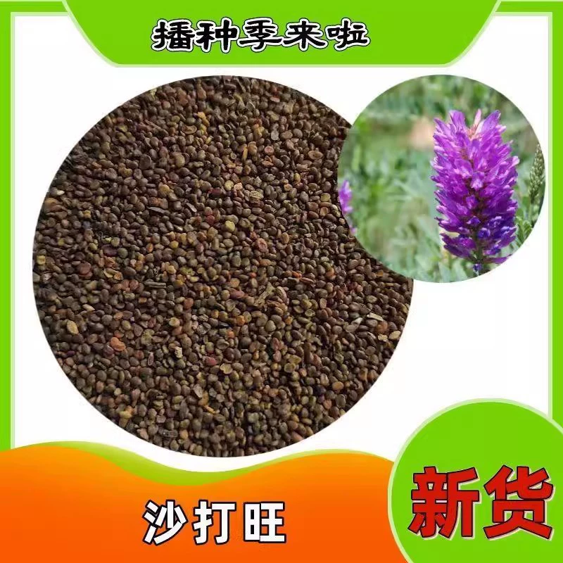 Семена кормовых культур, семена Shadawang, обладают сильной устойчивостью к неблагоприятным условиям, засухе, холоду, ветру и песку, и подходят для защиты склонов.