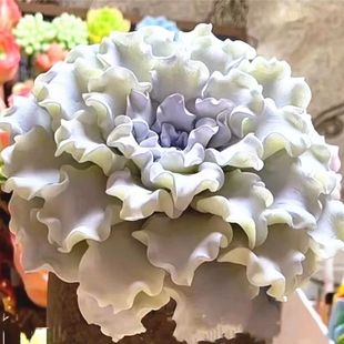 Succulent Ballet Dancer Plant Dumpling Skin New Potted Balcony Indoor Easy to Grow in All Seasons Factory Direct Sales with Free Shipping