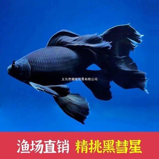�����Ǻ�ɫī���������~�\���^�p�~������β��ˮ�Lˮ�~