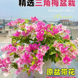 �ذ�����÷���Ԏ����̨ͥԺֲ�ﻨ�ܴ�ȫ�ļ��_�����B��G�ј���