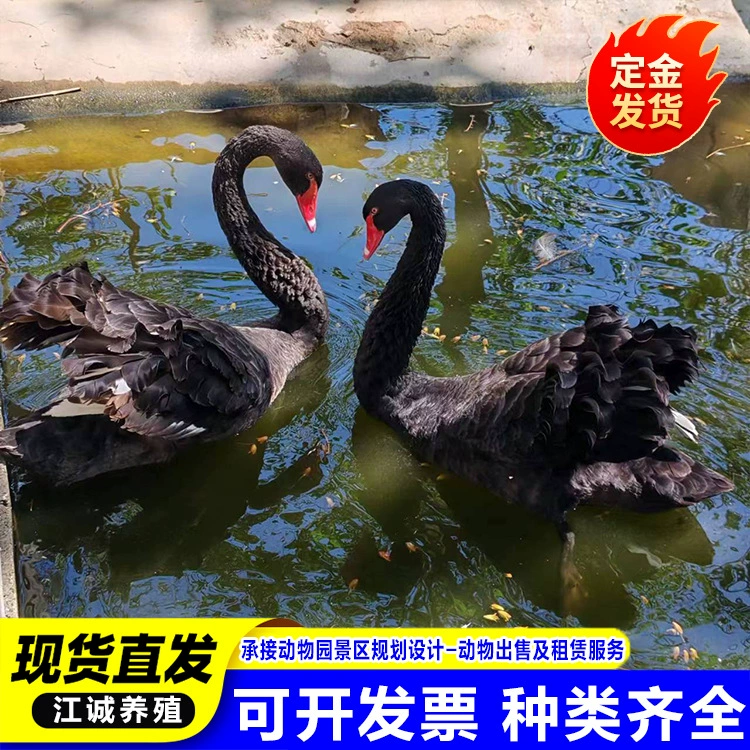 Искусственно кормящиеся черные лебеди в живописных местах, свободно пасущиеся живые растения, несущие яйца, разведение гусей, декоративные черные лебеди в зоопарке.