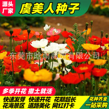 ˷Nӻɫu˻NӴ＾NͥԺͺN