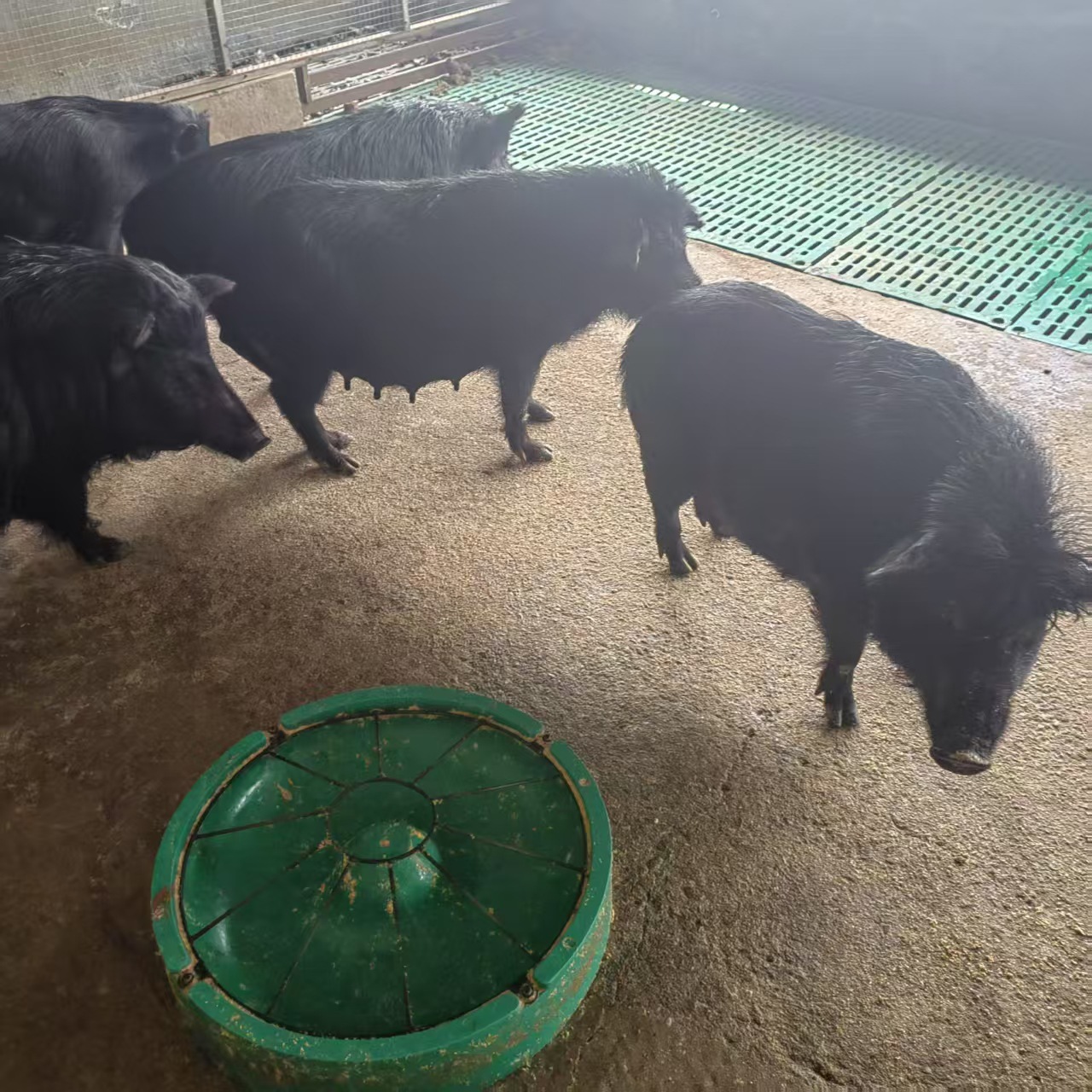 纯种藏香猪猪苗价格 生态黑猪崽 散养活体藏香猪苗 香猪养殖场