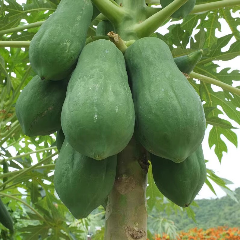 Guangxi green papaya for vegetable harvesting, soup making, fresh raw papaya pickled in vinegar, cold salad, home-grown vegetable and fruit pack Guangxi green papaya for vegetable harvesting, soup making, fresh raw papaya pickled in vinegar, cold salad, home-grown vegetable and fruit pack