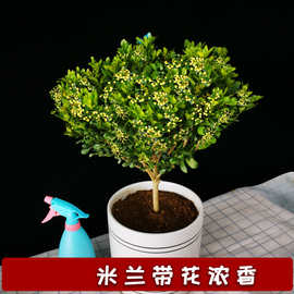 米兰花苗盆栽独杆棒棒糖形大小苗夏季开花阳台室内盆栽浓香型花卉