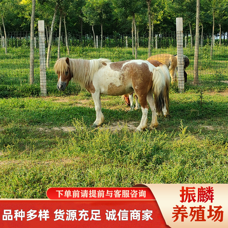 Livestock Farm Shetland Pony Live Scenic Spot Riding Horse Real Horse Live Pony Live Domestic Horse Breeding