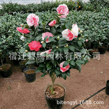 軨Ԏļɽ軨ֲ҃Bɫ൤ͻ