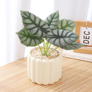 White Rhinoceros Calla Lily Potted Plant Indoor Green Plant Money Tree Office Desktop Jacaranda Living Room Flower Bonsai