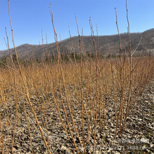 �ט����1-3��������ֲ�����l�|���ט�С��r�� ��@�е������ט�