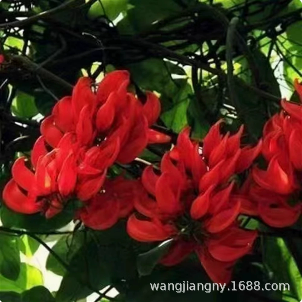 Разноцветковые саженцы цветов глицинии саженцы вьющиеся лозы на крыше горшечные садовые стеновые вьющиеся растения во дворе