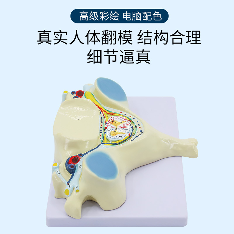 ��������Ŵ�ģ�� ���徱׵������ͼ��񾭷Ŵ�ģ�� ��ѧģ��