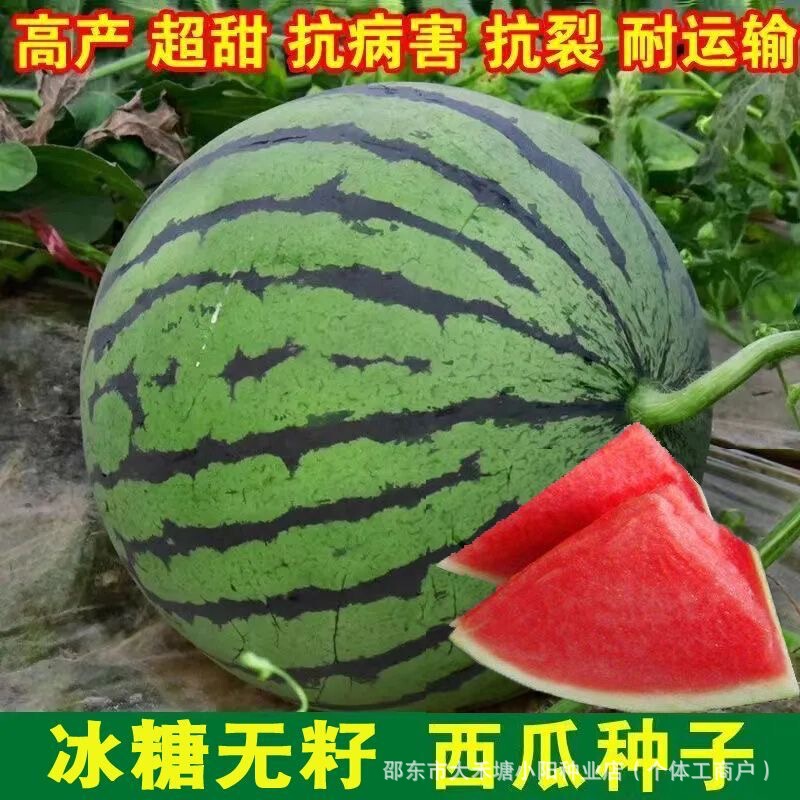 Seedless Watermelon Seeds with Rock Sugar, Seedless Rock Sugar Kirin Sweet King Fruit and Vegetable, Large and Small, High-Yield Thin-Skinned for All Seasons Seedless Watermelon Seeds with Rock Sugar, Seedless Rock Sugar Kirin Sweet King Fruit and Vegetable, Large and Small, High-Yield Thin-Skinned for All Seasons