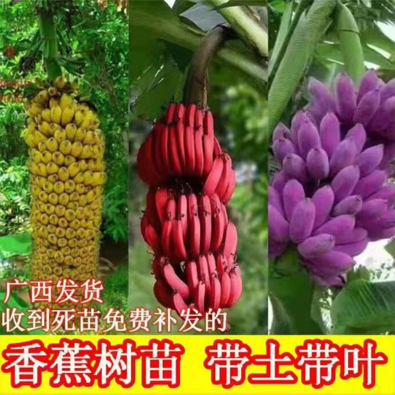 新品种香蕉苗 紫色香蕉苗 红香蕉苗 皇帝蕉粉蕉芭蕉树苗当年结果