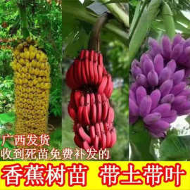 新品种香蕉苗 紫色香蕉苗 红香蕉苗 皇帝蕉粉蕉芭蕉树苗当年结果