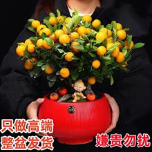 ����������۽M���ļ��ێ������ٽ�������������ԾGֲ��һ��ֱ�N