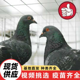 大体型元宝鸽 家养宠物观赏鸽成对肉鸽 节日庆典放飞和平鸽项目