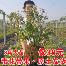 {ݮ玧ԵϷNֲW᠖۾Gʯ{ݮNֲ