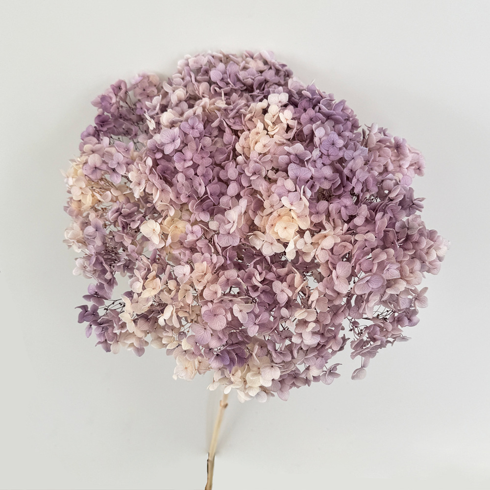 Flores eternas hortenida flores secas Ana hortenida hojas hortenida cabeza de hortenida flores eternas cubierta de vidrio material floral plancton diy