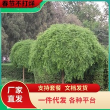 一件代发龙爪槐垂槐槐国槐绿化树苗嫁接适宜南北方庭院种洋槐