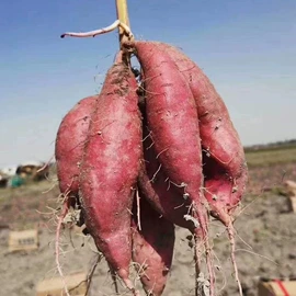 红枣干;葡萄干;苹果